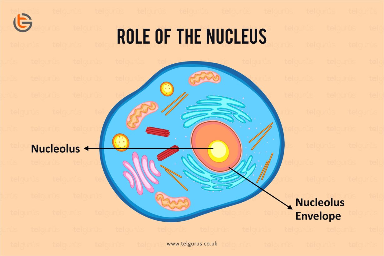 Cell nucleus: its purpose and functions